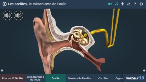 jeu éducatif Les oreilles, le mécanisme de l'ouïe 3D