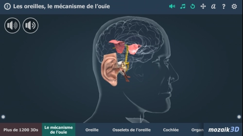 jeu éducatif Les oreilles, le mécanisme de l'ouïe 3D