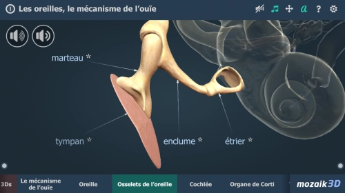 jeu éducatif Les oreilles, le mécanisme de l'ouïe 3D