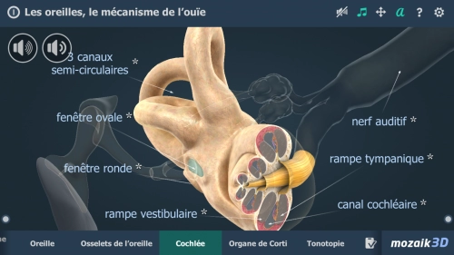 jeu éducatif Les oreilles, le mécanisme de l'ouïe 3D