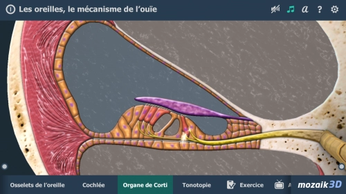 jeu éducatif Les oreilles, le mécanisme de l'ouïe 3D