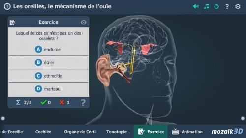 jeu éducatif Les oreilles, le mécanisme de l'ouïe 3D