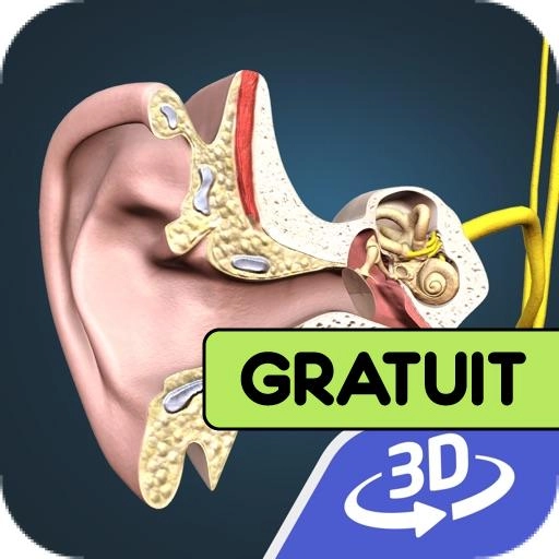 Les oreilles, le mécanisme de l'ouïe 3D tablette ipad android kindle